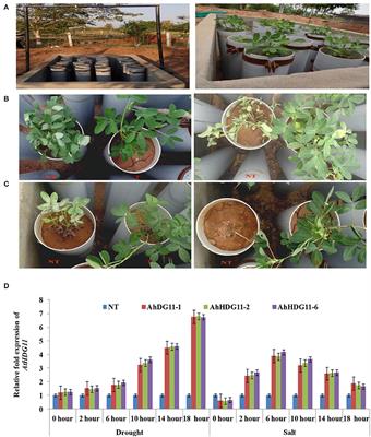 Stress Inducible Overexpression of AtHDG11 Leads to Improved Drought and Salt Stress Tolerance in Peanut (Arachis hypogaea L.)